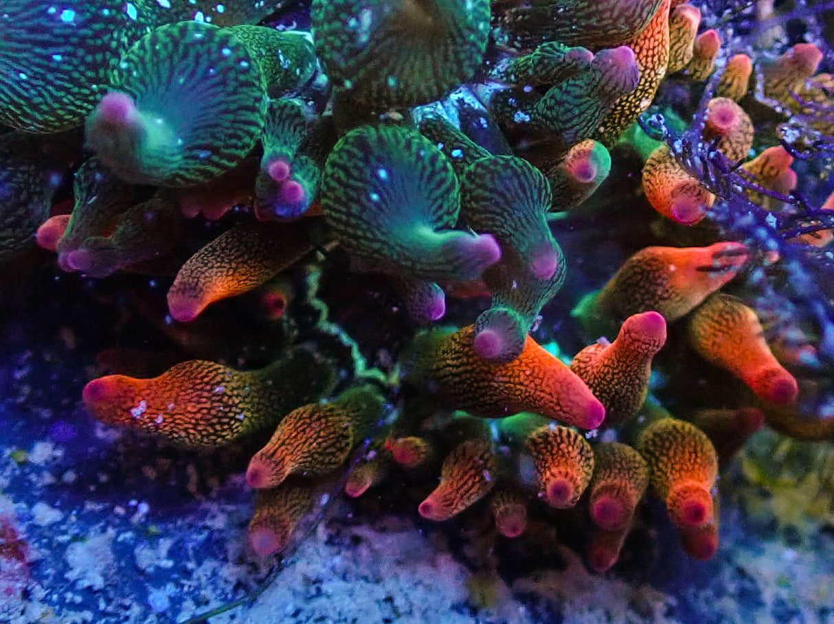 ECC Nexus Burst Premium Bubble Tip Anemone