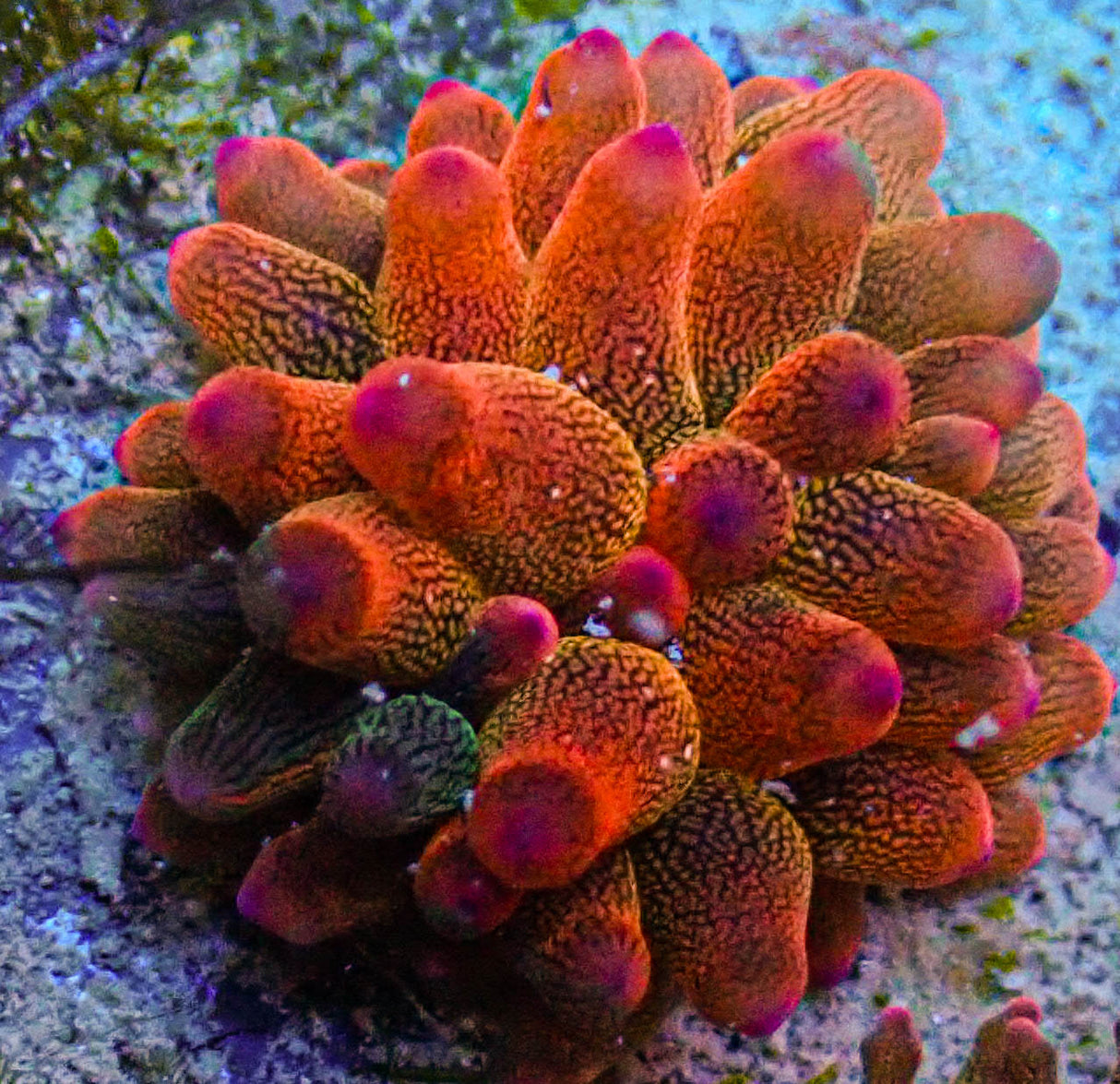 ECC Nexus Burst Premium Bubble Tip Anemone