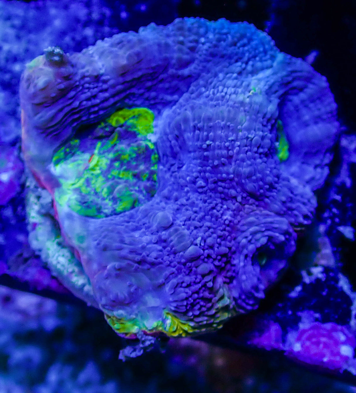 UC Blue Lightning Acan Bowerbanki