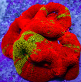 UC Golden Master Acan Bowerbanki