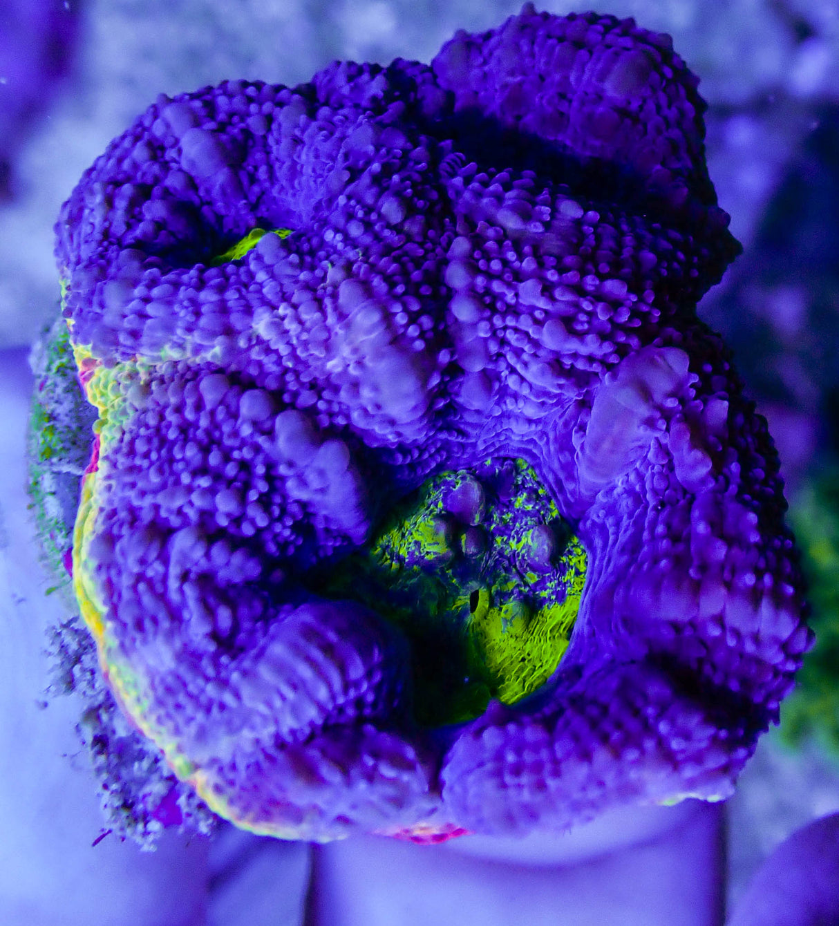 UC Blue Lightning Acan Bowerbanki