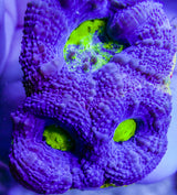 UC Blue Lightning Acan Bowerbanki