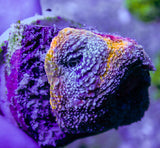 UC Thunderstruck Acan Bowerbanki