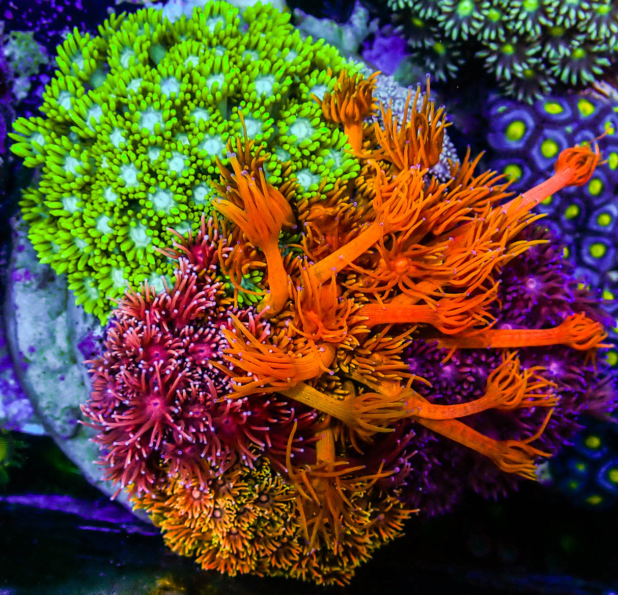 Rainbow Gonipora Garden