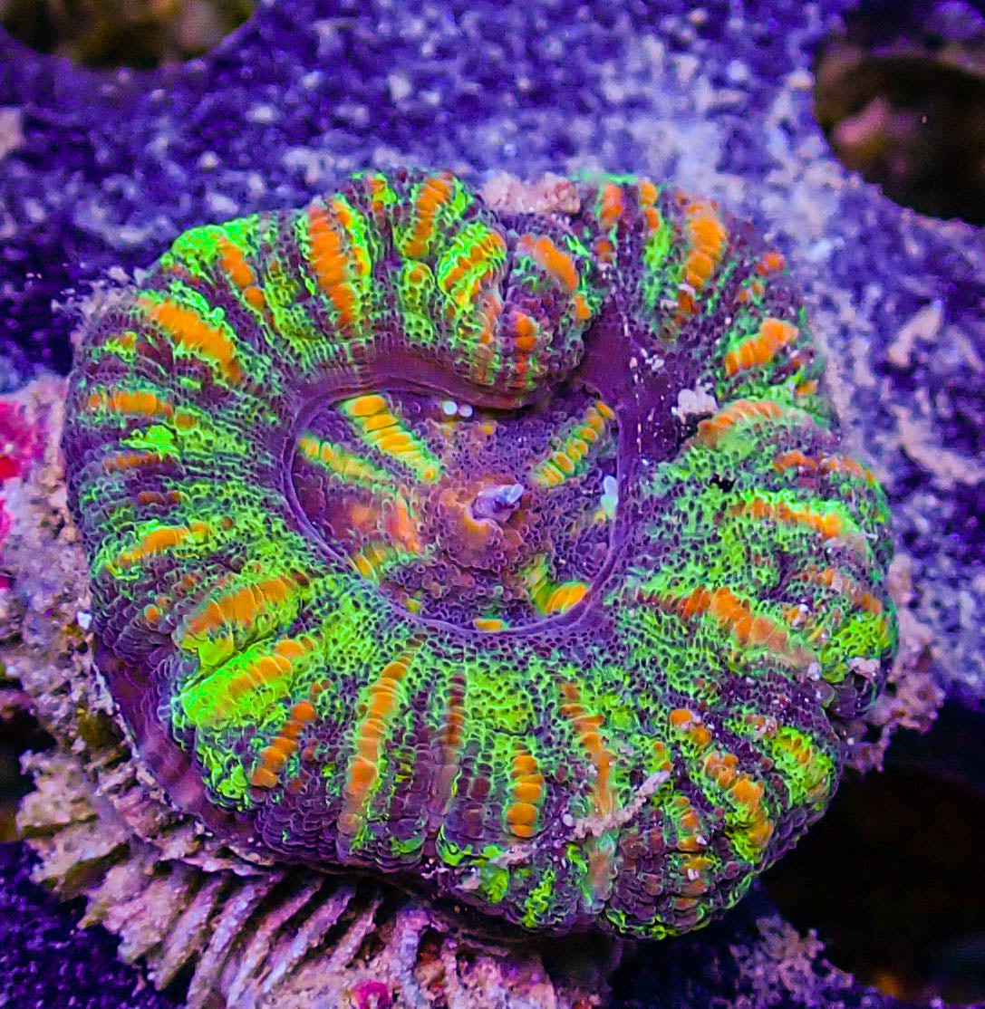 Unique Ultra Mini Scolymia