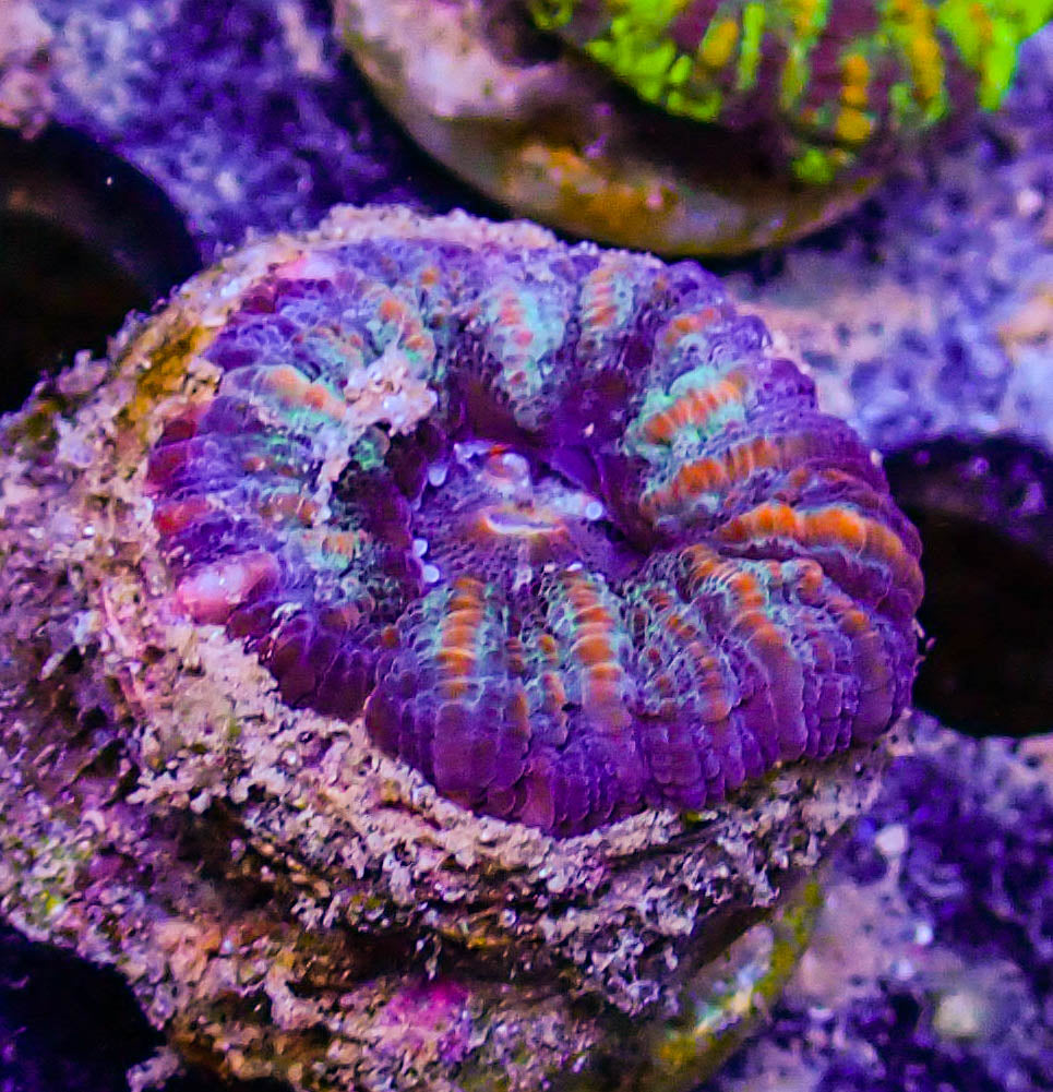 Unique Ultra Mini Scolymia