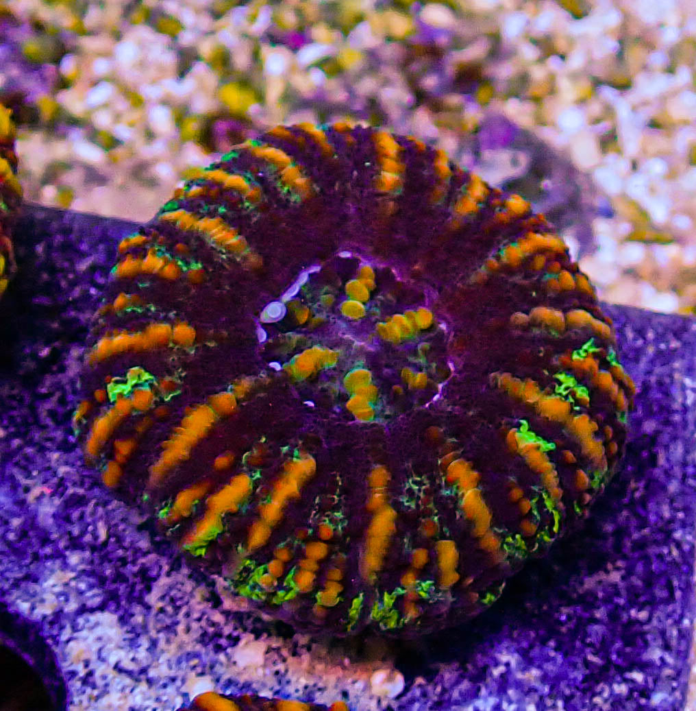Unique Ultra Mini Scolymia