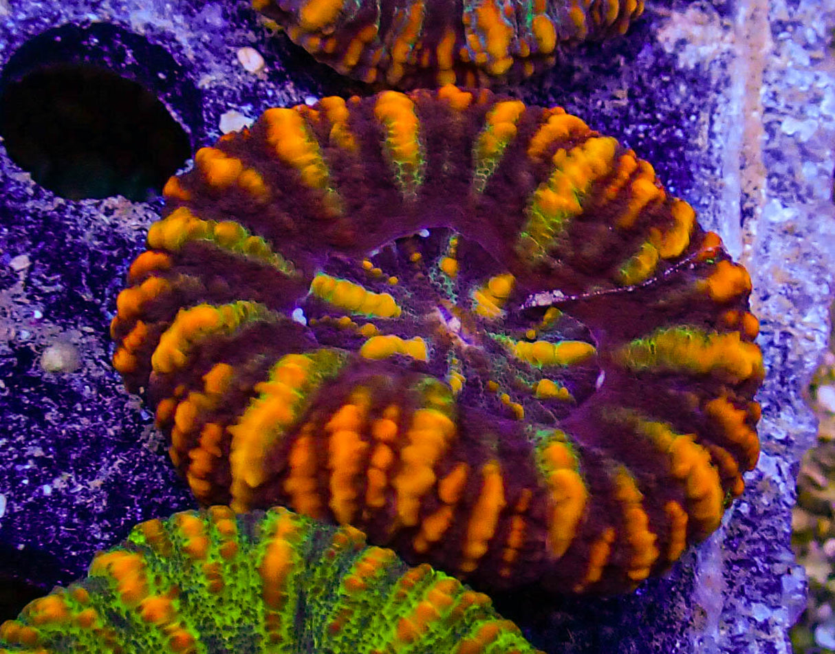 Unique Ultra Mini Scolymia