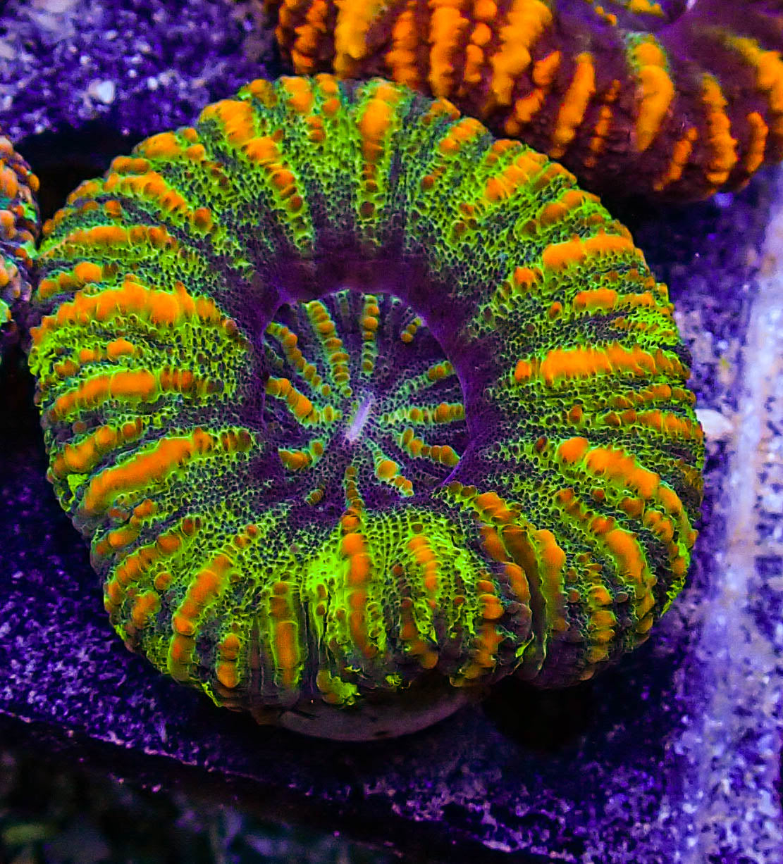 Unique Ultra Mini Scolymia