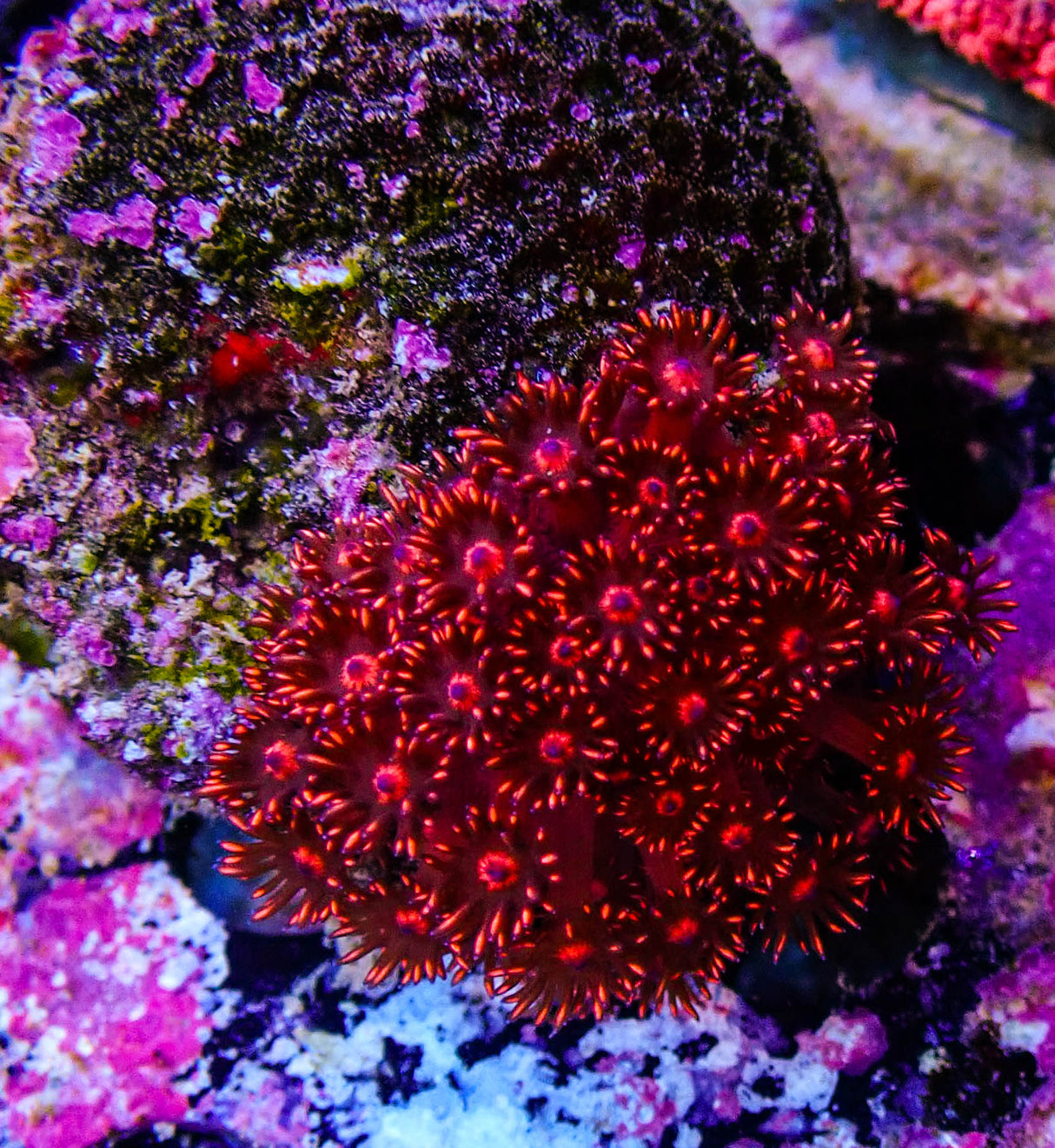 UC Red Glitter Gonipora Colony