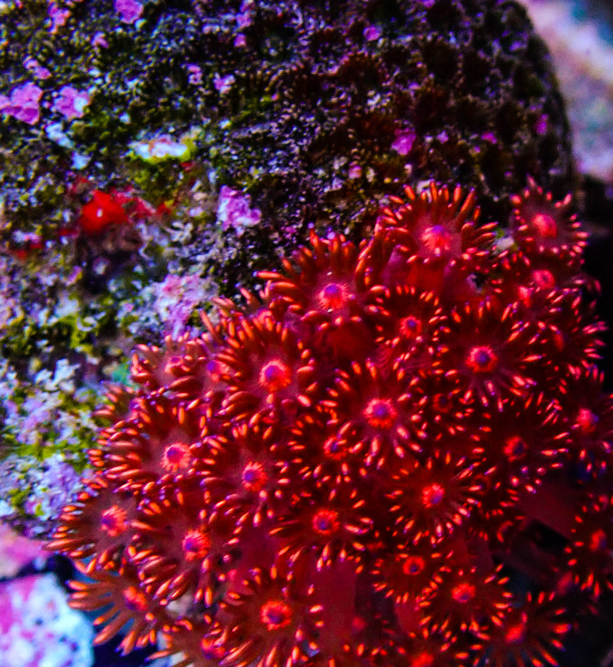 UC Red Glitter Gonipora Colony