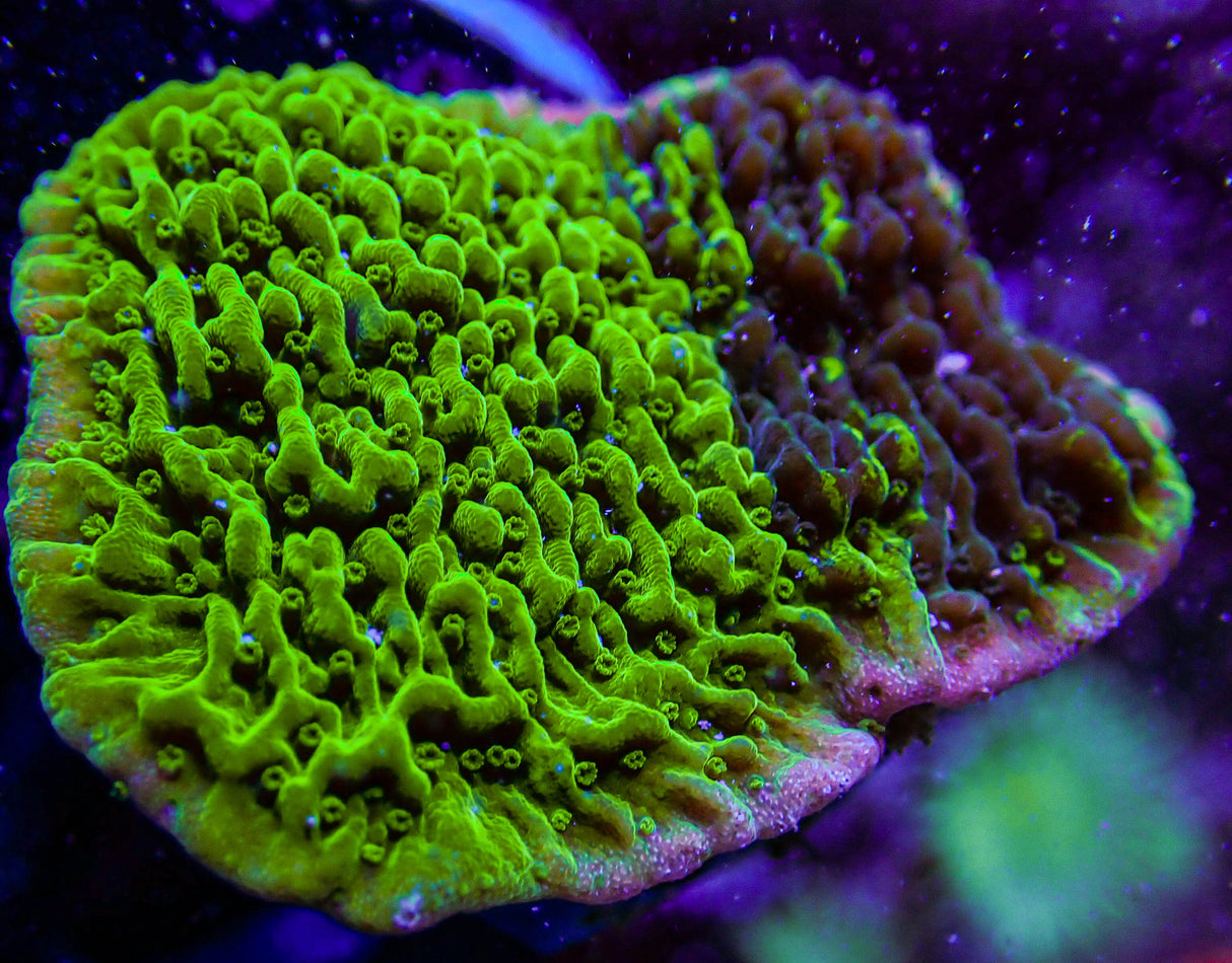 UC Cold Fusion Montipora