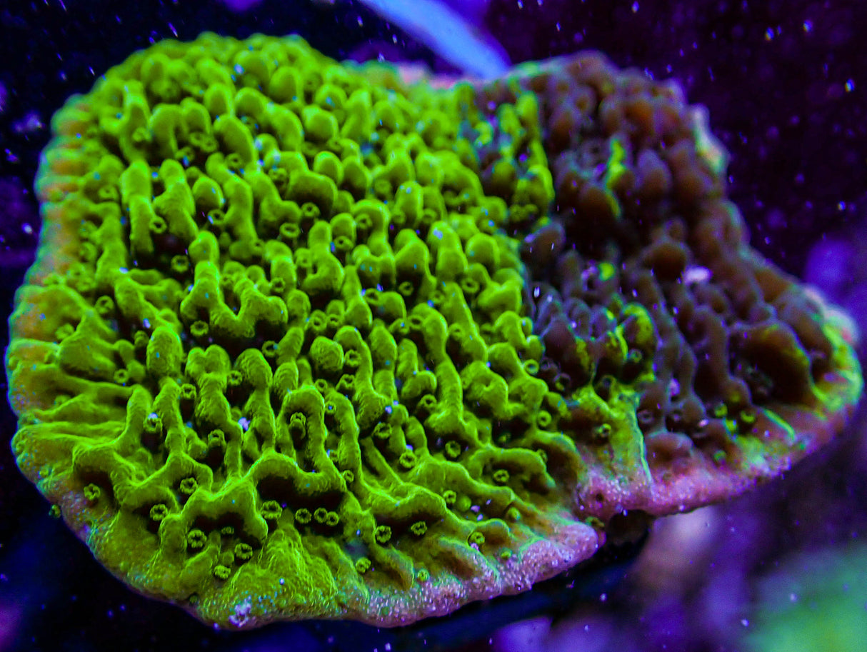 UC Cold Fusion Montipora