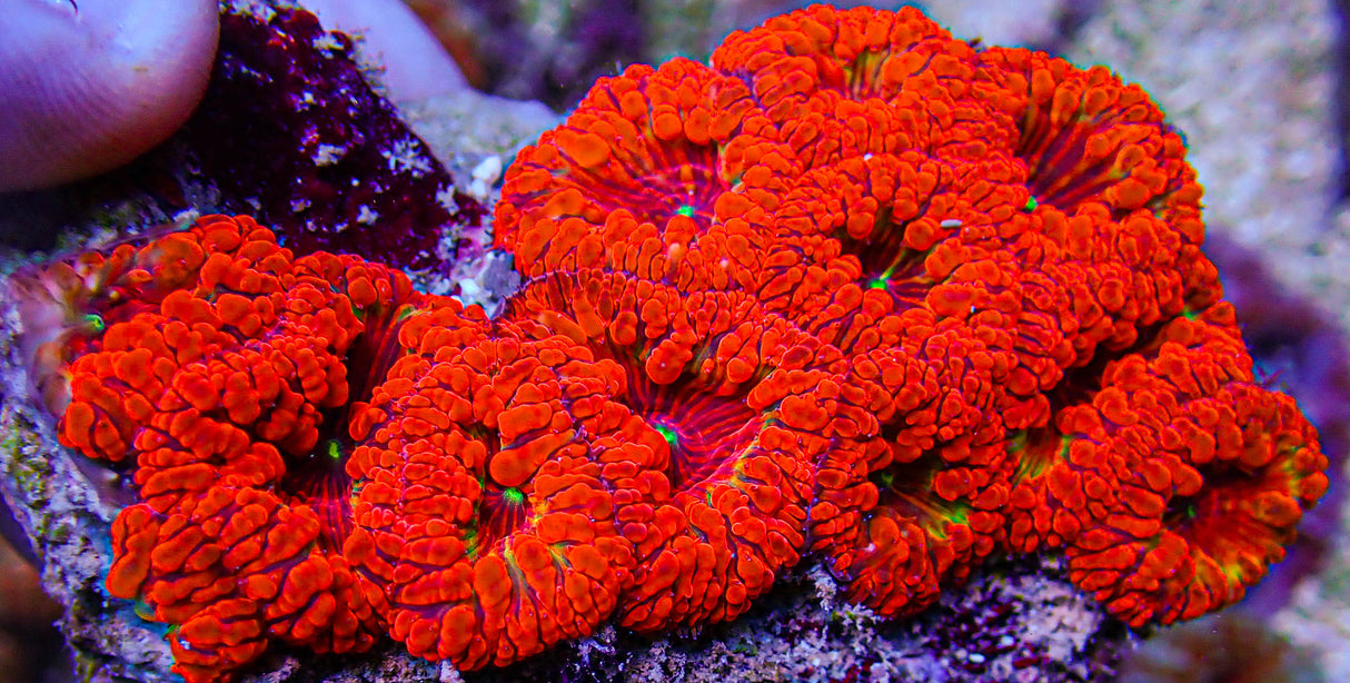 Ultra Blasto Colony