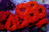 Ultra Blasto Colony