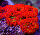 Ultra Blasto Colony