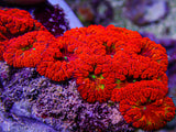 Ultra Blasto Colony