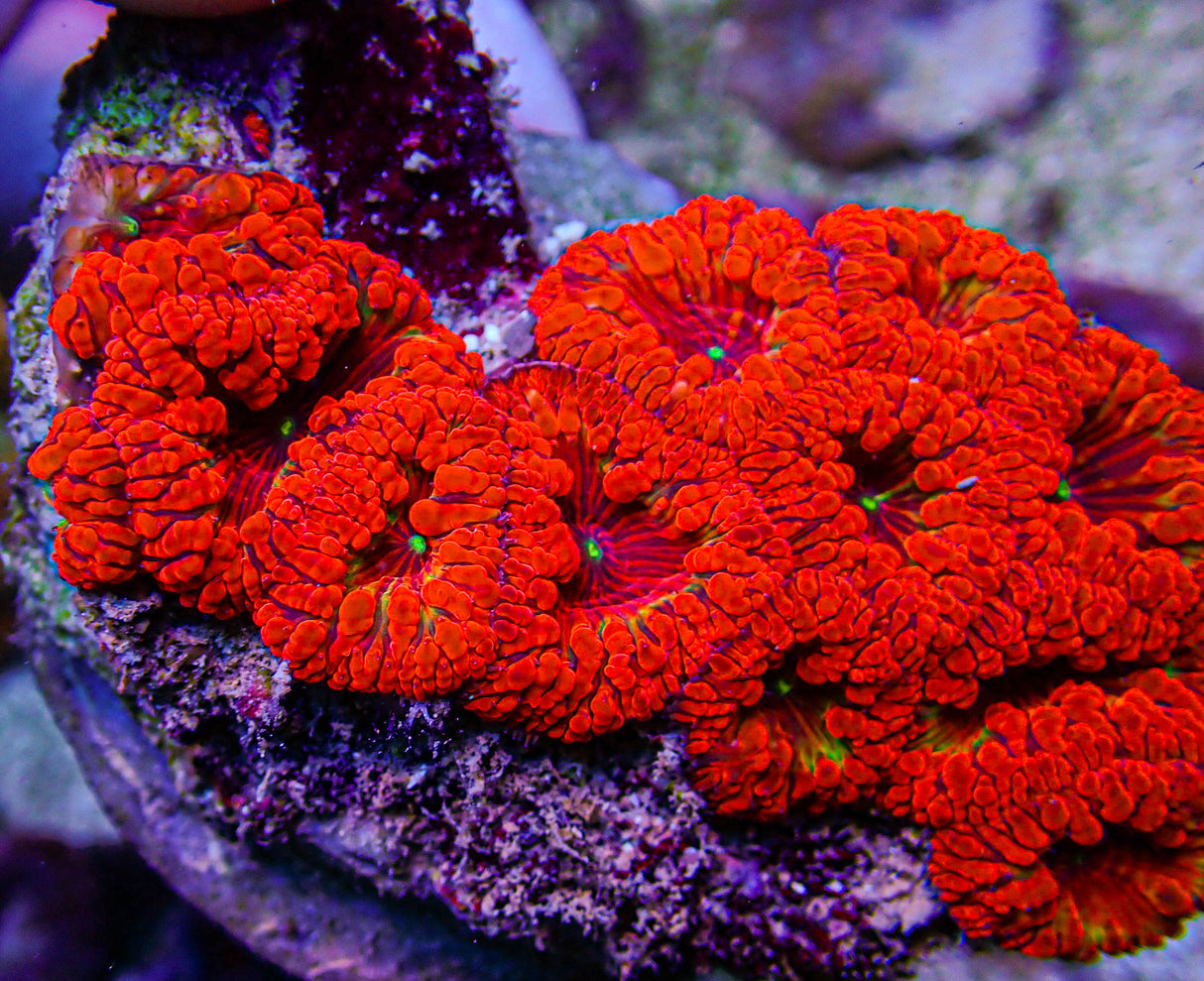 Ultra Blasto Colony