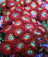 UC Wizards Zoa Colony