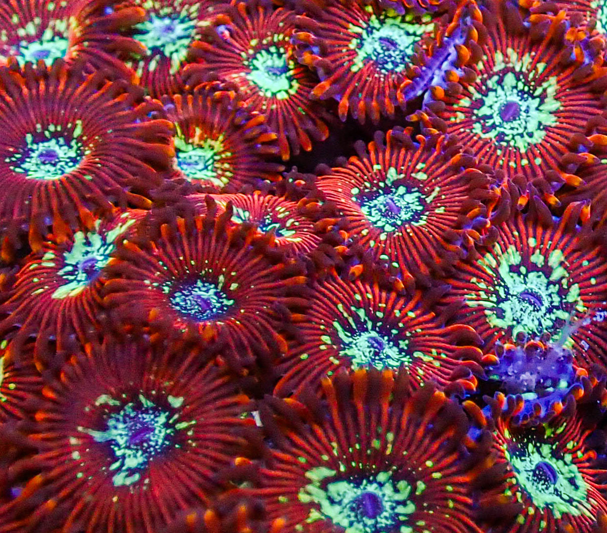 UC Wizards Zoa Colony