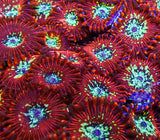 UC Wizards Zoa Colony