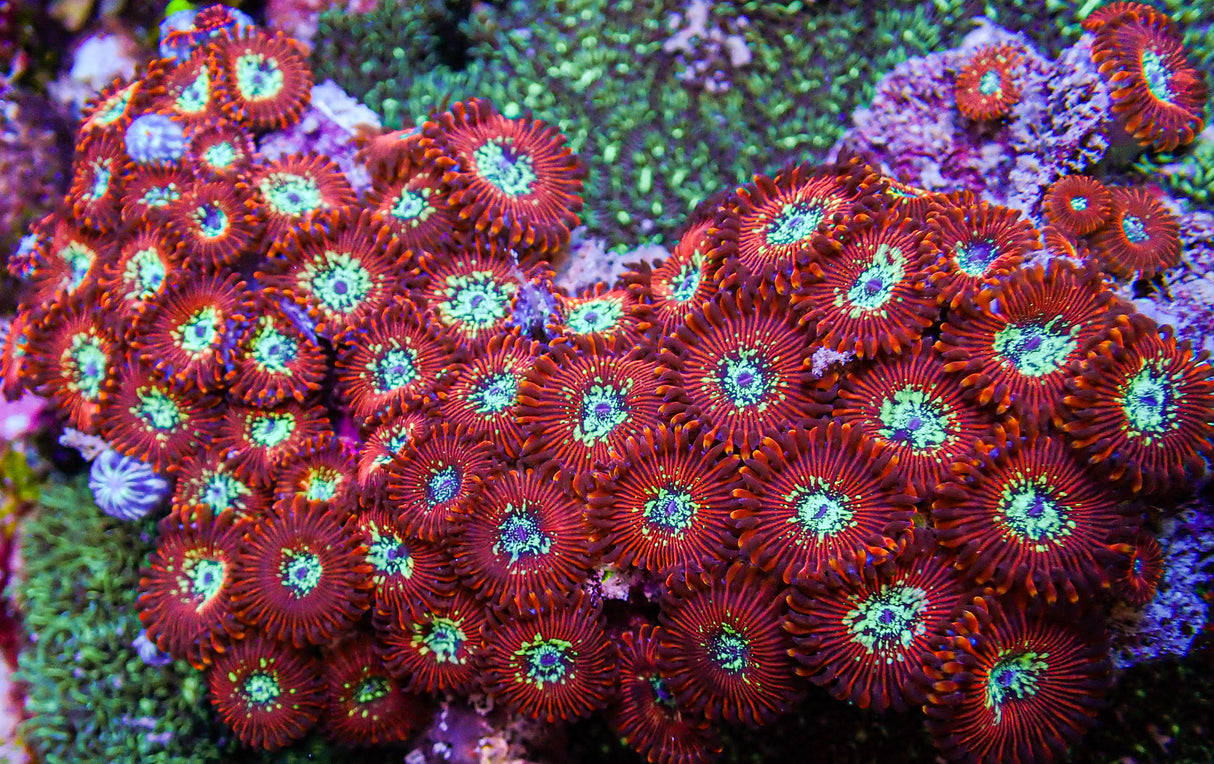 UC Wizards Zoa Colony