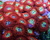 UC Wizards Zoa Colony
