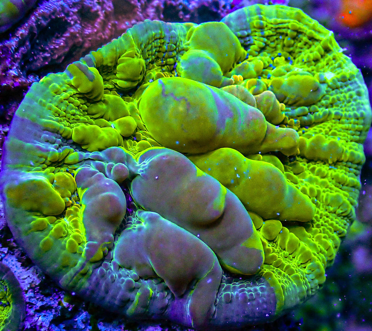 Grafted Cosmic Cloud Bounce Chalice