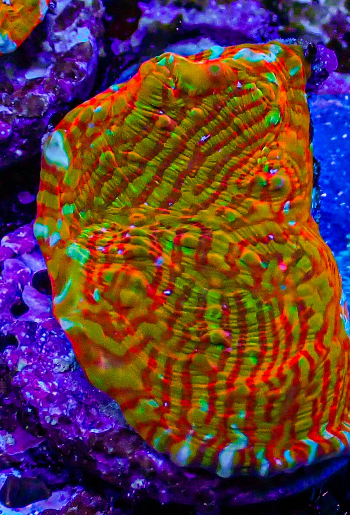 UC Rainbow Convict Chalice