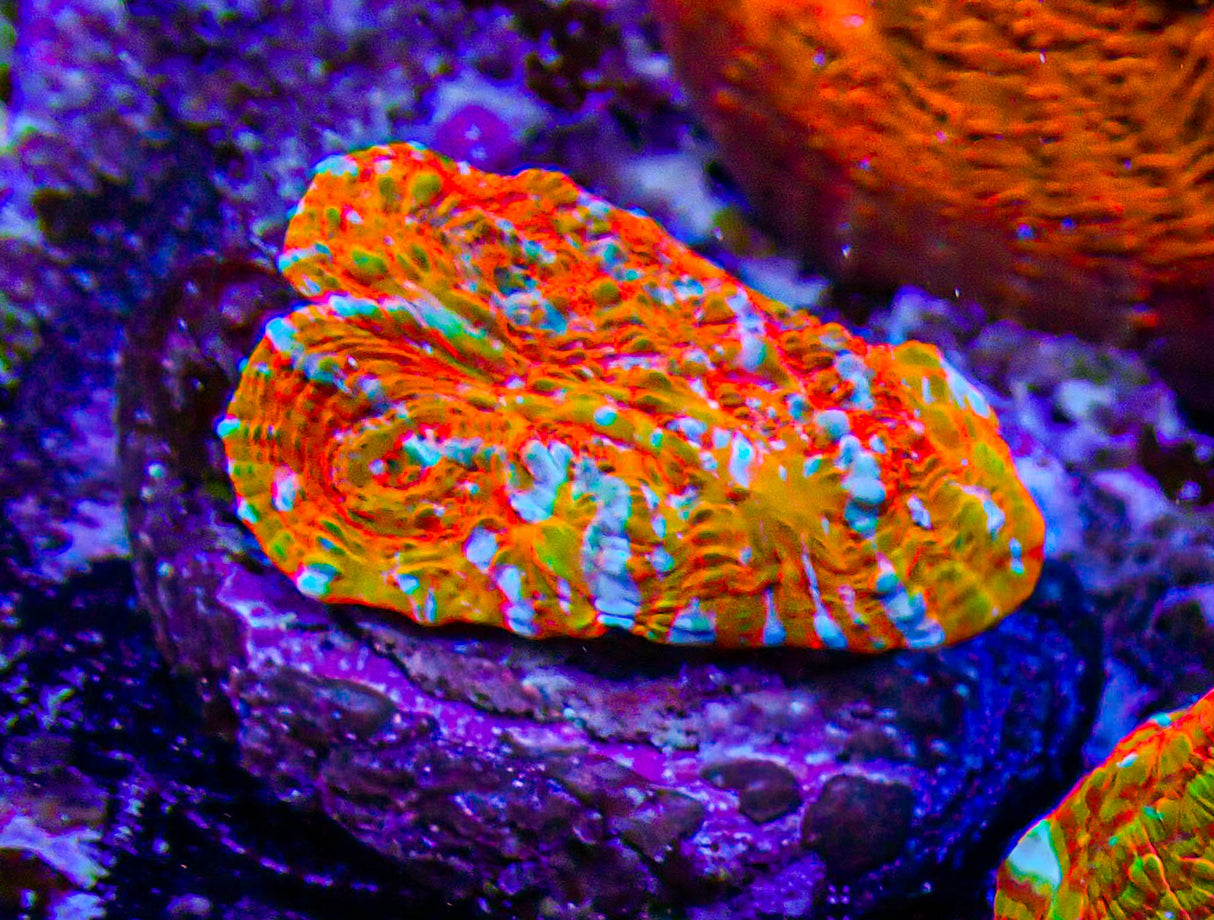 UC Campfire Rainbow Chalice