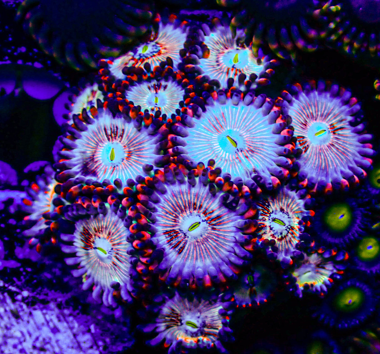 White Zombie Zoas