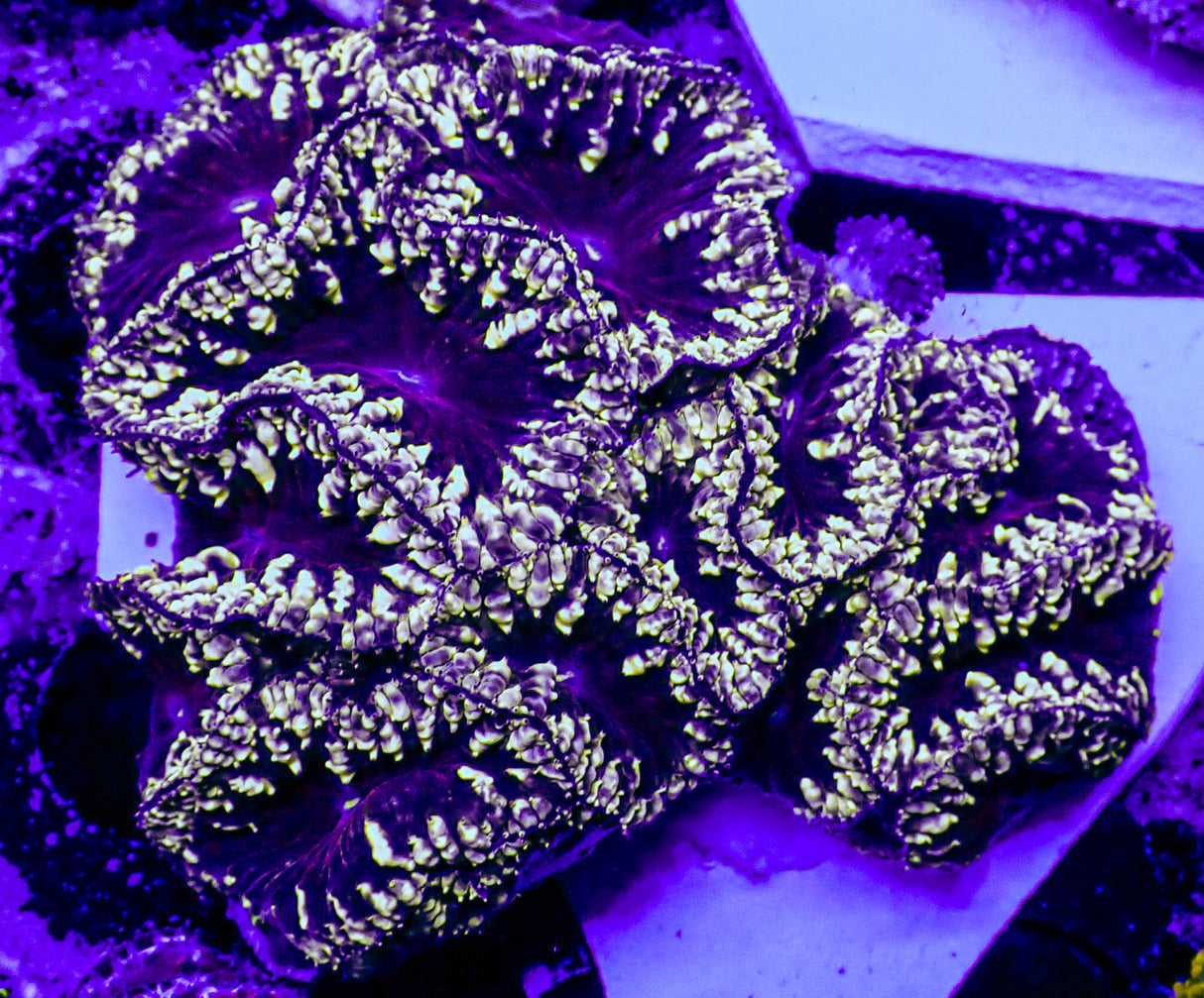 UC Silver Fox Blasto Colony