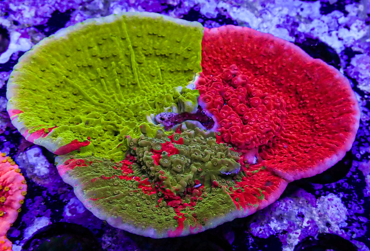 TSA Mind Meld Triple Grafted Montipora Cap Coral