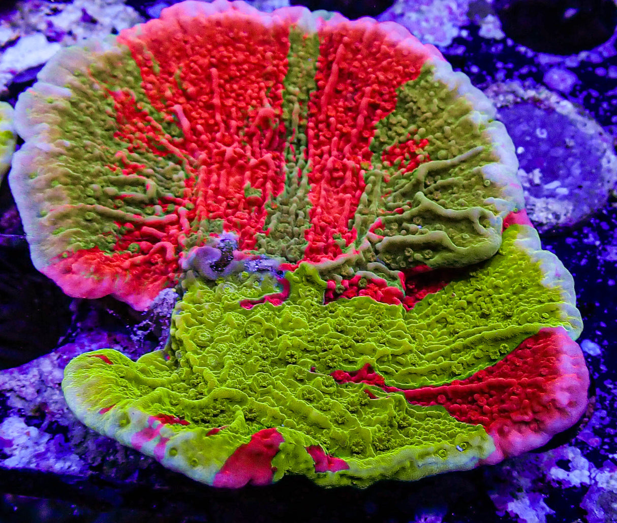 TSA Mind Meld Triple Grafted Montipora Cap Coral