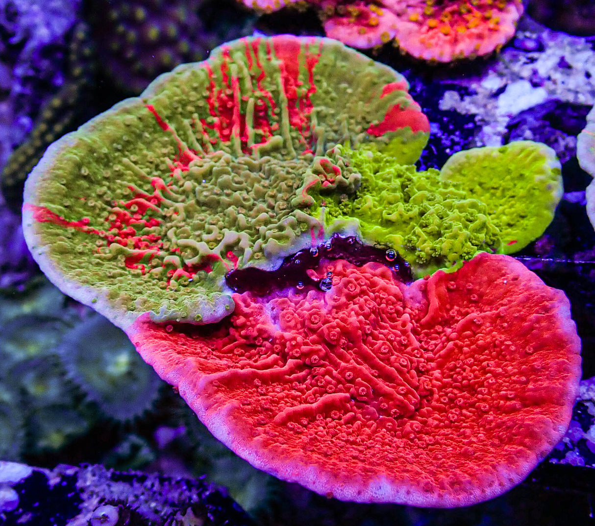 TSA Mind Meld Triple Grafted Montipora Cap Coral