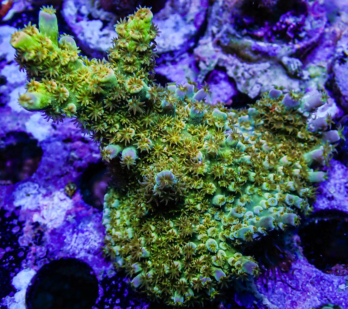 WD Acropora Colony