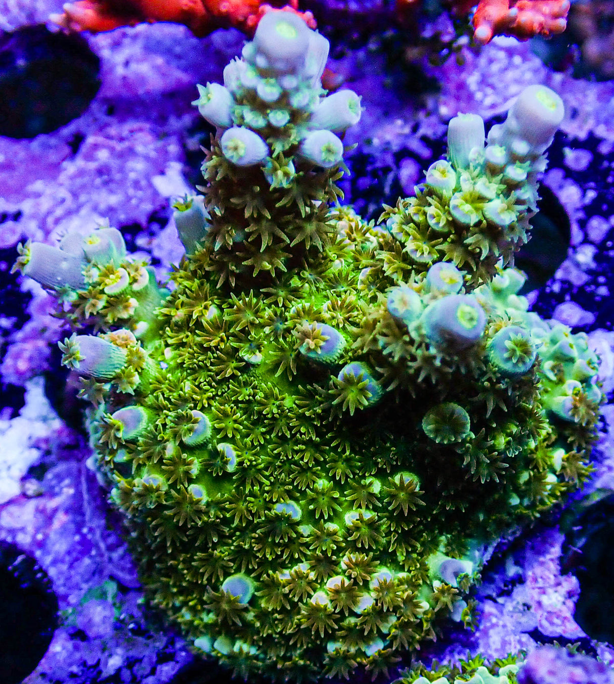 WD Acropora Colony