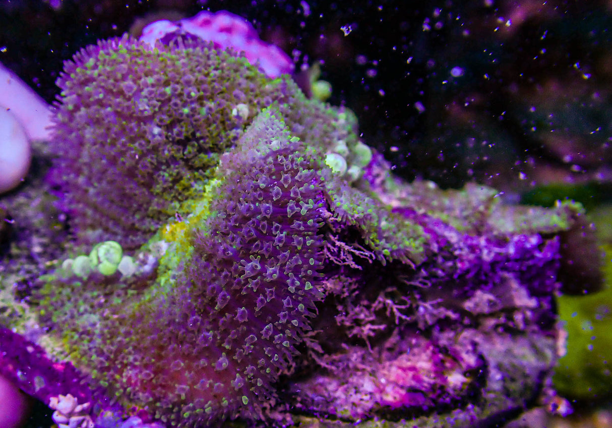 DBZ Bounce Mushroom Colony