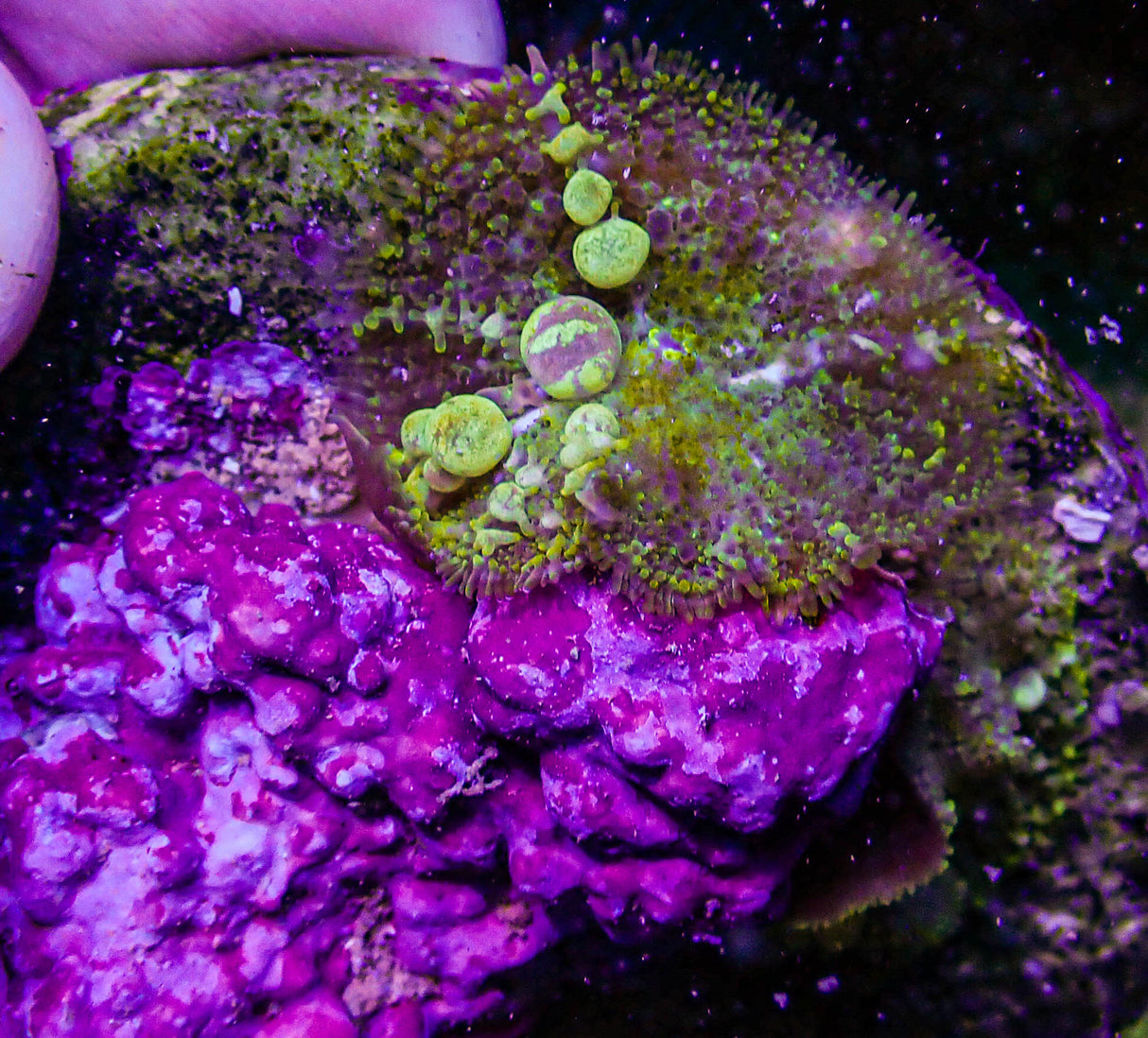 DBZ Bounce Mushroom Colony