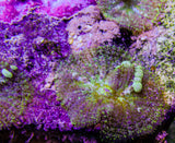 DBZ Bounce Mushroom Colony