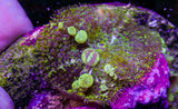DBZ Bounce Mushroom Colony