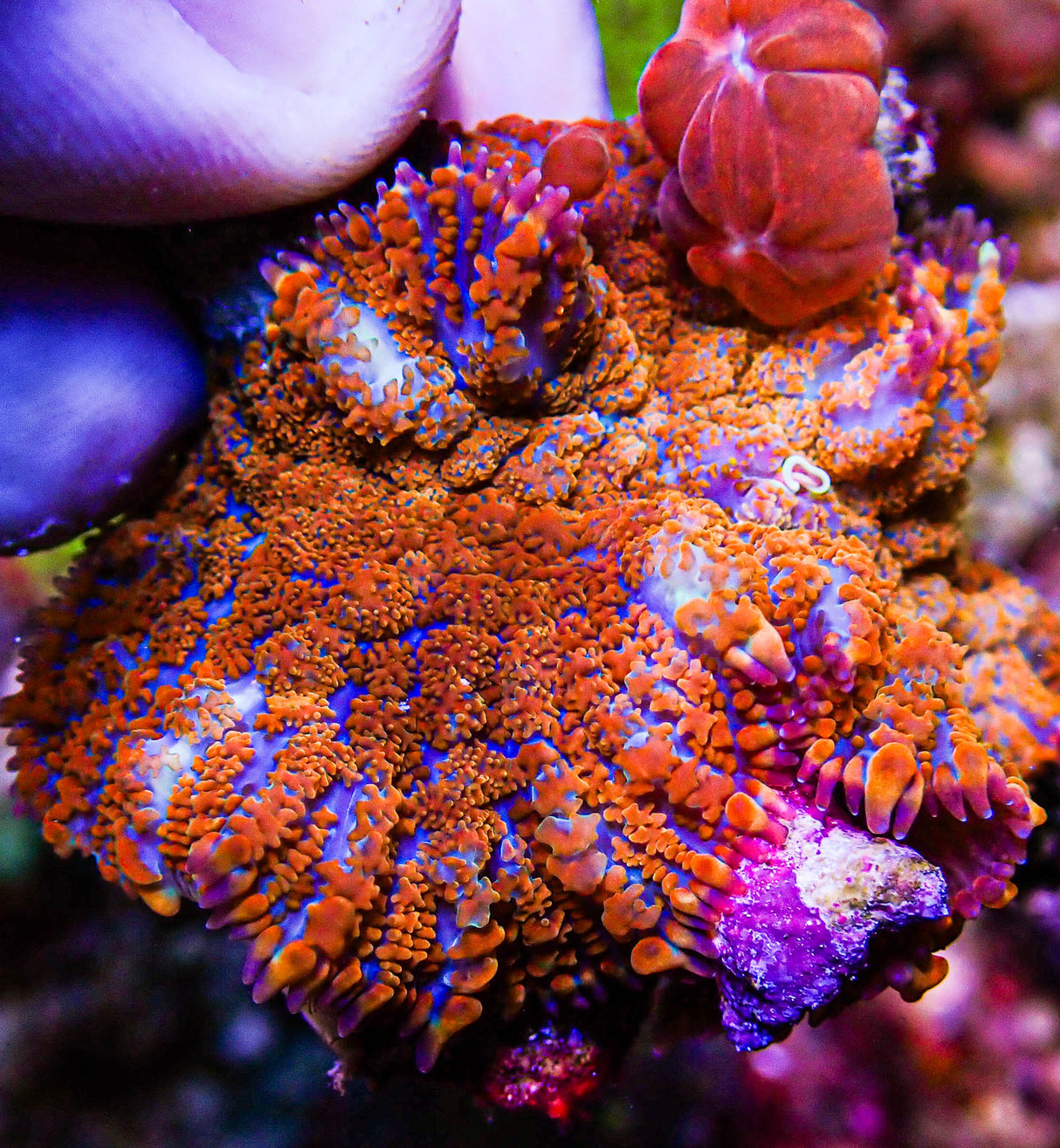 UC Jungle Juice Bounce Mushroom