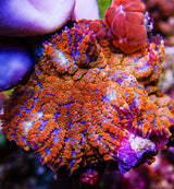 UC Jungle Juice Bounce Mushroom