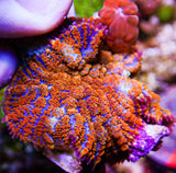 UC Jungle Juice Bounce Mushroom