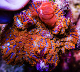 UC Jungle Juice Bounce Mushroom