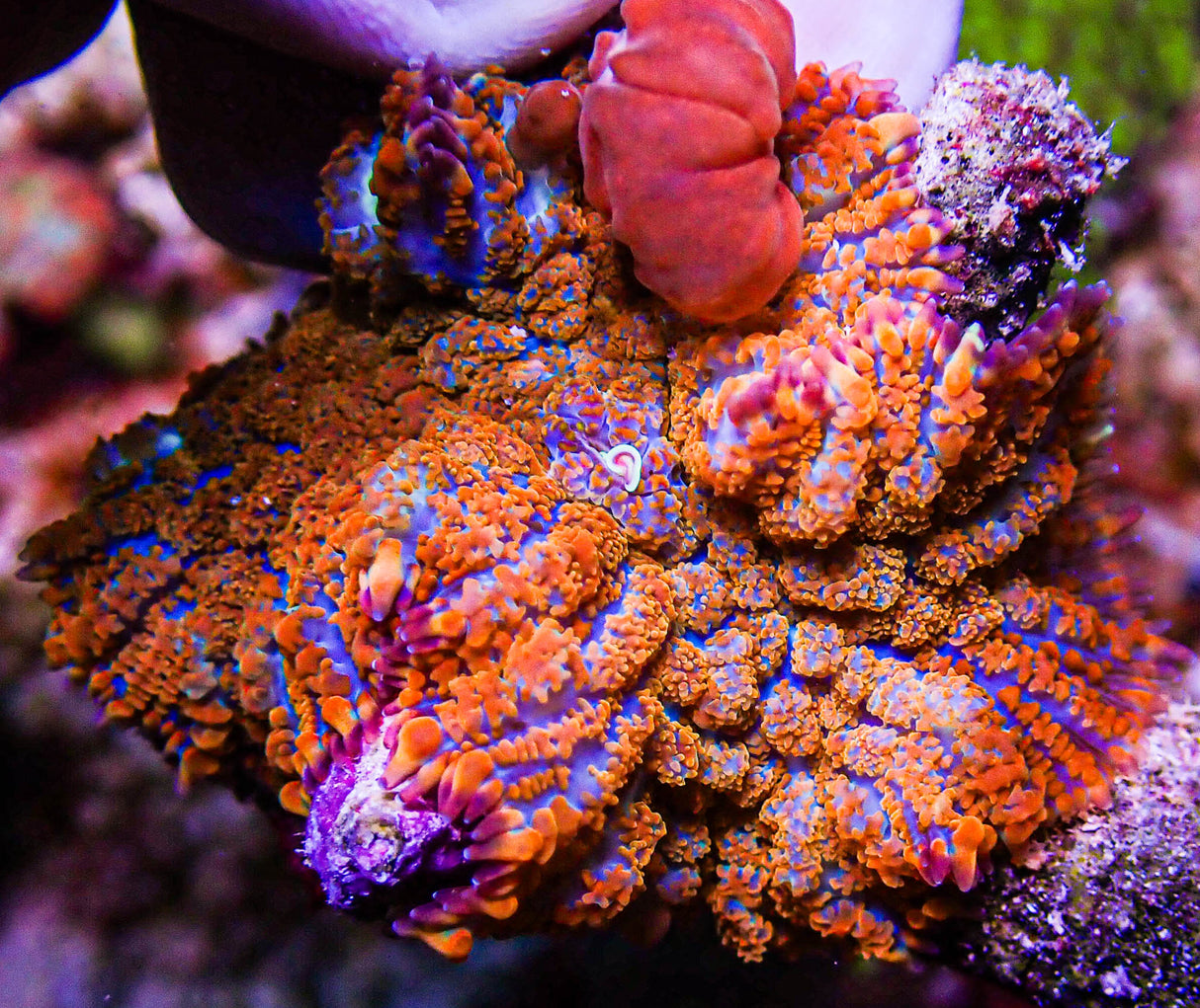 UC Jungle Juice Bounce Mushroom