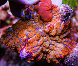 UC Jungle Juice Bounce Mushroom
