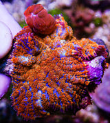 UC Jungle Juice Bounce Mushroom
