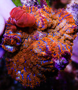 UC Jungle Juice Bounce Mushroom