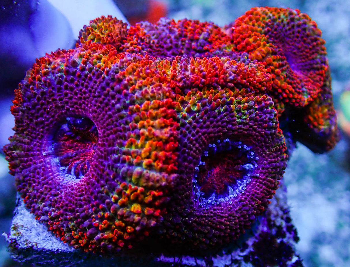 UC Juicy Fruit Rainbow Acan Colony